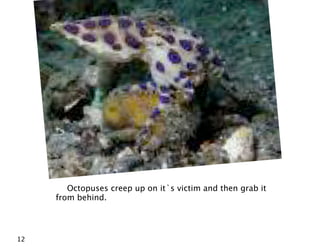Octopuses creep up on it`s victim and then grab it
     from behind.




12
 