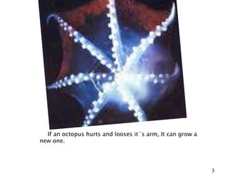 If an octopus hurts and looses it`s arm, It can grow a
new one.




                                                           3
 