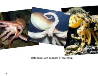 Octopuses are capable of learning.




4
 