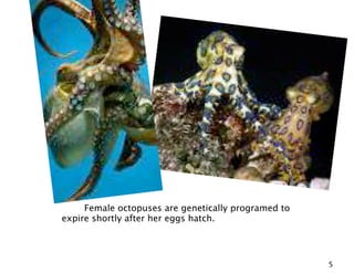 Female octopuses are genetically programed to
expire shortly after her eggs hatch.




                                                     5
 