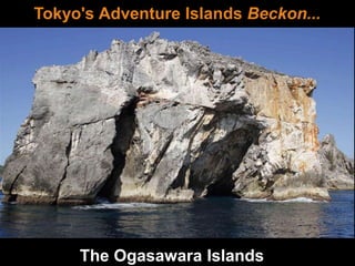 Tokyo's Adventure Islands Beckon...
The Ogasawara Islands
 