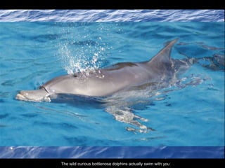 Double-click to enter title
Double-click to enter text
The wild curious bottlenose dolphins actually swim with you
 