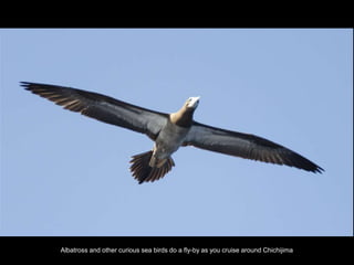 Albatross and other curious sea birds do a fly-by as you cruise around Chichijima
 