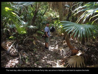 The next day, after a 2hour and 10 minute Ferry ride, we arrive in Hahajima and start to explore the trails
 