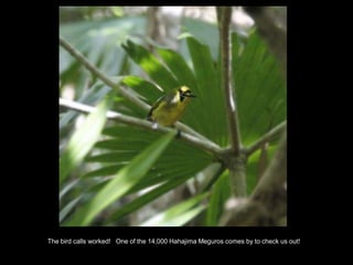 The bird calls worked! One of the 14,000 Hahajima Meguros comes by to check us out!
 