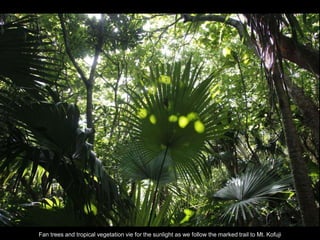 Fan trees and tropical vegetation vie for the sunlight as we follow the marked trail to Mt. Kofuji
 