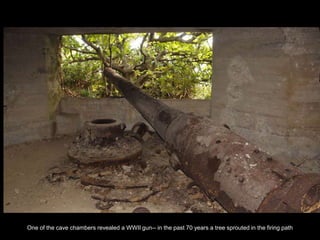 One of the cave chambers revealed a WWII gun-- in the past 70 years a tree sprouted in the firing path
 
