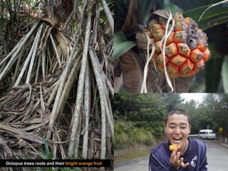Octopus trees roots and their bright orange fruit
 