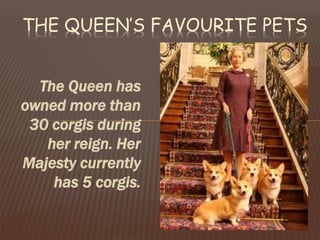 The Queen has
owned more than
30 corgis during
her reign. Her
Majesty currently
has 5 corgis.
THE QUEEN’S FAVOURITE PETS
 