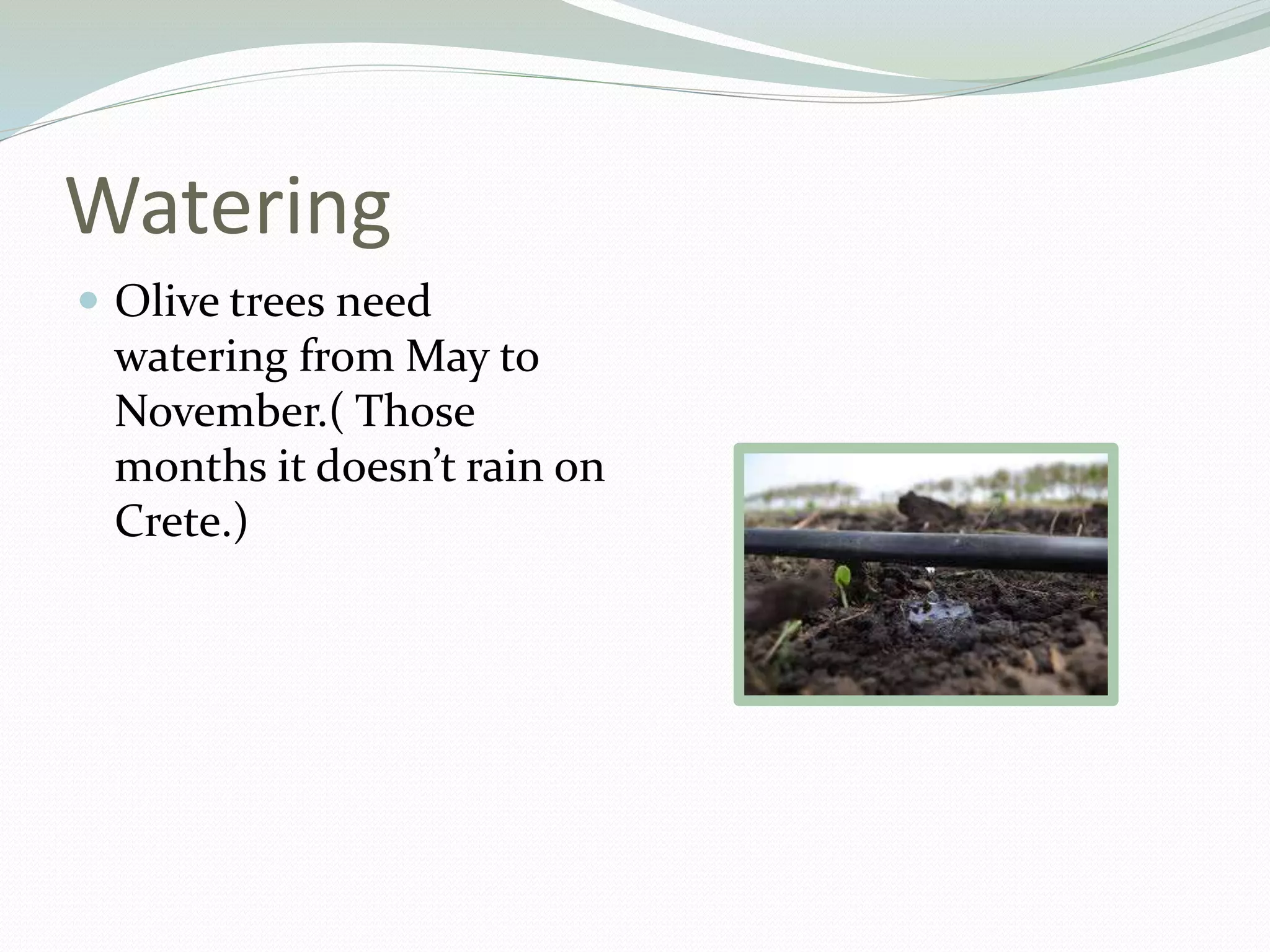 The olive tree | PPTX
