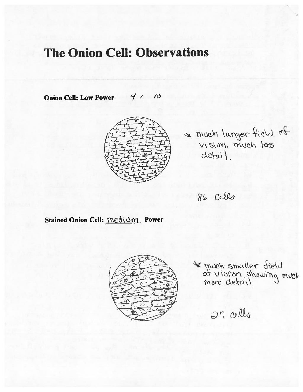 The onion cell_lab