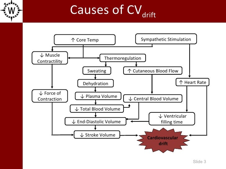 The Onset And Magnitude Of Cardiovascular Drift Depend On Exercise In…