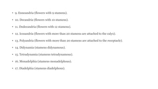 • 9. Enneandria (flowers with 9 stamens).
• 10. Decandria (flowers with 10 stamens).
• 11. Dodecandria (flowers with 12 stamens).
• 12. Icosandria (flowers with more than 20 stamens are attached to the calyx).
• 13. Polyandria (flowers with more than 20 stamens are attached to the receptacle).
• 14. Didynamia (stamens didynamous).
• 15. Tetradynamia (stamens tetradynamous).
• 16. Monadelphia (stamens monadelphous).
• 17. Diadelphia (stamens diadelphous).
 