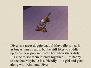 Diver is a great doggie daddy! Maybelle is nearly as big as him already, but he still likes to cuddle up to his new pup and bathe her when she’s dirty. It’s cute to see them interact together – I’m happy to see that Maybelle is a friendly little girl and gets along with Kimi and Diver. 
