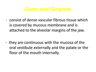 Gums and Gingivae
- consist of dense vascular fibrous tissue which
  is covered by mucous membrane and is
  attached to the alveolar margins of the jaw.

- they are continuous with the mucosa of the
  oral vestibule externally and the palate or the
  floor of the mouth internally.
 