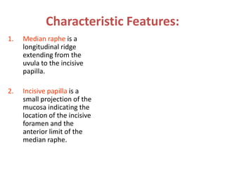 Characteristic Features:
1.   Median raphe is a
     longitudinal ridge
     extending from the
     uvula to the incisive
     papilla.

2.   Incisive papilla is a
     small projection of the
     mucosa indicating the
     location of the incisive
     foramen and the
     anterior limit of the
     median raphe.
 
