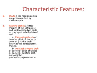 Characteristic Features:
1.   Uvula is the median conical
     projection marked by
     median raphe.

2.   Palatine arches are free
     margins of the soft palate
     and splitting into two parts
     as they approach the lateral
     wall.
         a. Palatoglossal arch or
     anterior pillar of fauces or
     anterior palatine arch
     encloses the palatoglossus
     muscle.
         b. Palatapharyngeal arch
     or posterior pillar of fauces
     or posterior palatine arch
     encloses the
     palatopharyngeus muscle.
 