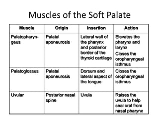 Muscles of the Soft Palate
   Muscle           Origin           Insertion            Action

Palatopharyn-   Palatal           Lateral wall of     Elevates the
geus            aponeurosis       the pharynx         pharynx and
                                  and posterior       larynx
                                  border of the       Closes the
                                  thyroid cartilage   oropharyngeal
                                                      isthmus
Palatoglossus   Palatal           Dorsum and        Closes the
                aponeurosis       lateral aspect of oropharyngeal
                                  the tongue        isthmus

Uvular          Posterior nasal   Uvula               Raises the
                spine                                 uvula to help
                                                      seal oral from
                                                      nasal pharynx
 