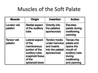 Muscles of the Soft Palate
   Muscle          Origin          Insertion           Action

Levator veli   Medial aspect     Directly into      Elevates
palatini       of the auditory   the palatine       palate during
               tube              aponeurosis        swallowing,
                                                    yawning
Tensor veli    Lateral aspect    Tendon hooks       Tenses the
palatini       of the            under hamulus      palate and
               membranous        and inserts        opens the
               portion of the    into the palatal   mouth of
               auditory tube,    aponeurosis        auditory tube
               scaphoid fossa                       during
               of the                               swallowing
               sphenoid bone                        and yawning
 