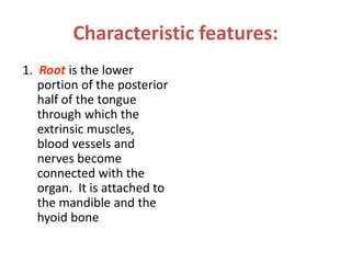 Characteristic features:
1. Root is the lower
   portion of the posterior
   half of the tongue
   through which the
   extrinsic muscles,
   blood vessels and
   nerves become
   connected with the
   organ. It is attached to
   the mandible and the
   hyoid bone
 