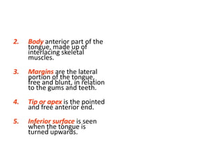 2.   Body anterior part of the
     tongue, made up of
     interlacing skeletal
     muscles.
3.   Margins are the lateral
     portion of the tongue,
     free and blunt, in relation
     to the gums and teeth.
4.   Tip or apex is the pointed
     and free anterior end.
5.   Inferior surface is seen
     when the tongue is
     turned upwards.
 