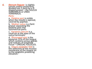 6.   Dorsum linguae is slightly
     convex antero-posteriorly,
     divided into 2 parts by a V-
     shaped groove – the SULCUS
     TERMINALIS or LINEA
     TERMINALIS.
     Parts:
     a. Palatine part is visible
     when the mouth is opened,
     covered by papillae.
     b. Median sulcus is a faint
     groove separating the
     palatine part into
     symmetrical parts.
     c. Foramen caecum is a
     small pit at the apex of the
     sulcus terminalis.
     d. Pharyngeal part is the
     posterior 2/3s of the tongue
     which contains serous glands
     and nodules of lymphoid
     tissue – LINGUAL FOLLICLES.
     e. Glosso-epiglottic fold is
     the reflection of the mucous
     membrane of the tongue on
     to the epiglottis producing
     elevation.
 
