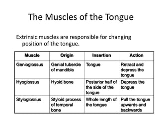 The Muscles of the Tongue
Extrinsic muscles are responsible for changing
  position of the tongue.
    Muscle         Origin           Insertion         Action

Genioglossus   Genial tubercle   Tongue           Retract and
               of mandible                        depress the
                                                  tongue
Hyoglossus     Hyoid bone        Posterior half of Depress the
                                 the side of the   tongue
                                 tongue
Styloglossus   Styloid process   Whole length of Pull the tongue
               of temporal       the tongue      upwards and
               bone                              backwards
 