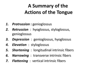 A Summary of the
            Actions of the Tongue

1. Protrussion : genioglossus
2. Retrussion : hyoglossus, styloglossus,
   genioglossus
3. Depression : genioglossus, hyoglossus
4. Elevation : styloglossus
5. Shortening : longitudinal intrinsic fibers
6. Narrowing : transverse intrinsic fibers
7. Flattening : vertical intrinsic fibers
 