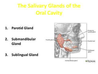 The Salivary Glands of the
               Oral Cavity

1. Parotid Gland

2. Submandibular
   Gland

3. Sublingual Gland
 