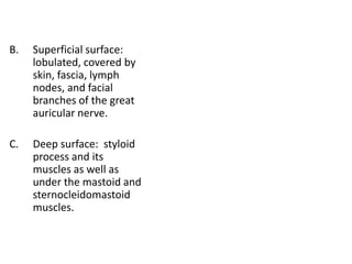 B.   Superficial surface:
     lobulated, covered by
     skin, fascia, lymph
     nodes, and facial
     branches of the great
     auricular nerve.

C.   Deep surface: styloid
     process and its
     muscles as well as
     under the mastoid and
     sternocleidomastoid
     muscles.
 