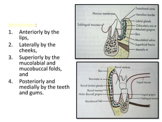 Boundaries:
1. Anteriorly by the
   lips,
2. Laterally by the
   cheeks,
3. Superiorly by the
   mucolabial and
   mucobuccal folds,
   and
4. Posteriorly and
   medially by the teeth
   and gums.
 