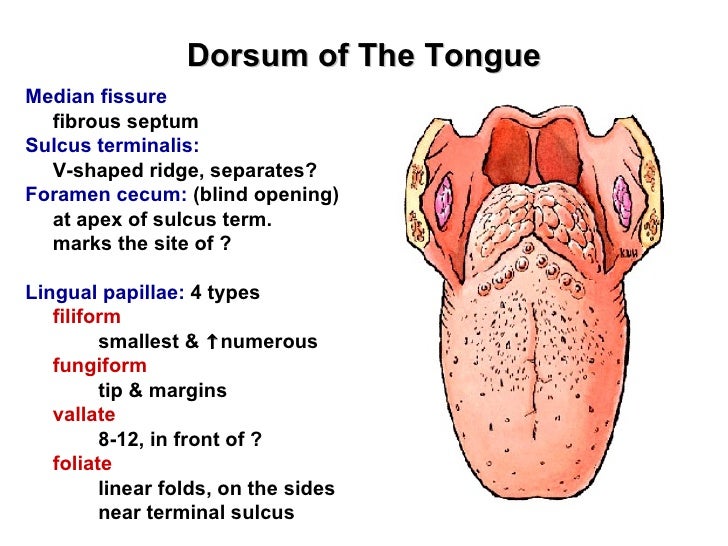 Buccal Ring Buccal Ring