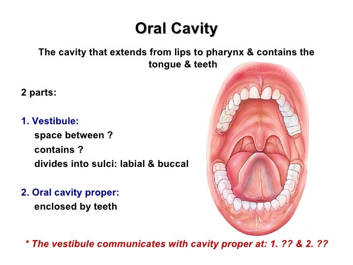 The oral cavity & salivary glands labial mucosa diagram 