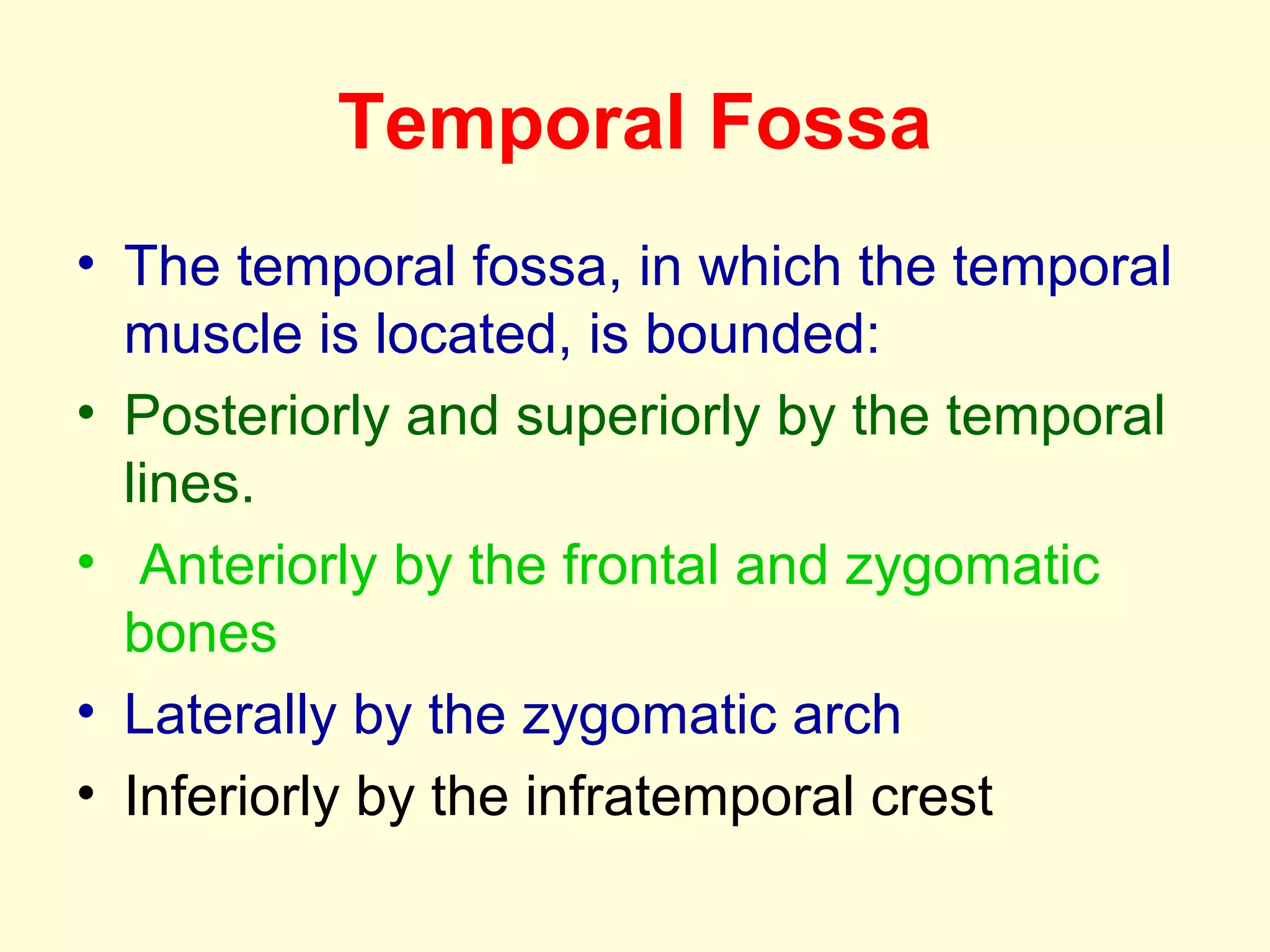 Temporal Fossa
• The temporal fossa, in which the temporal
muscle is located, is bounded:
• Posteriorly and superiorly by the temporal
lines.
• Anteriorly by the frontal and zygomatic
bones
• Laterally by the zygomatic arch
• Inferiorly by the infratemporal crest
 