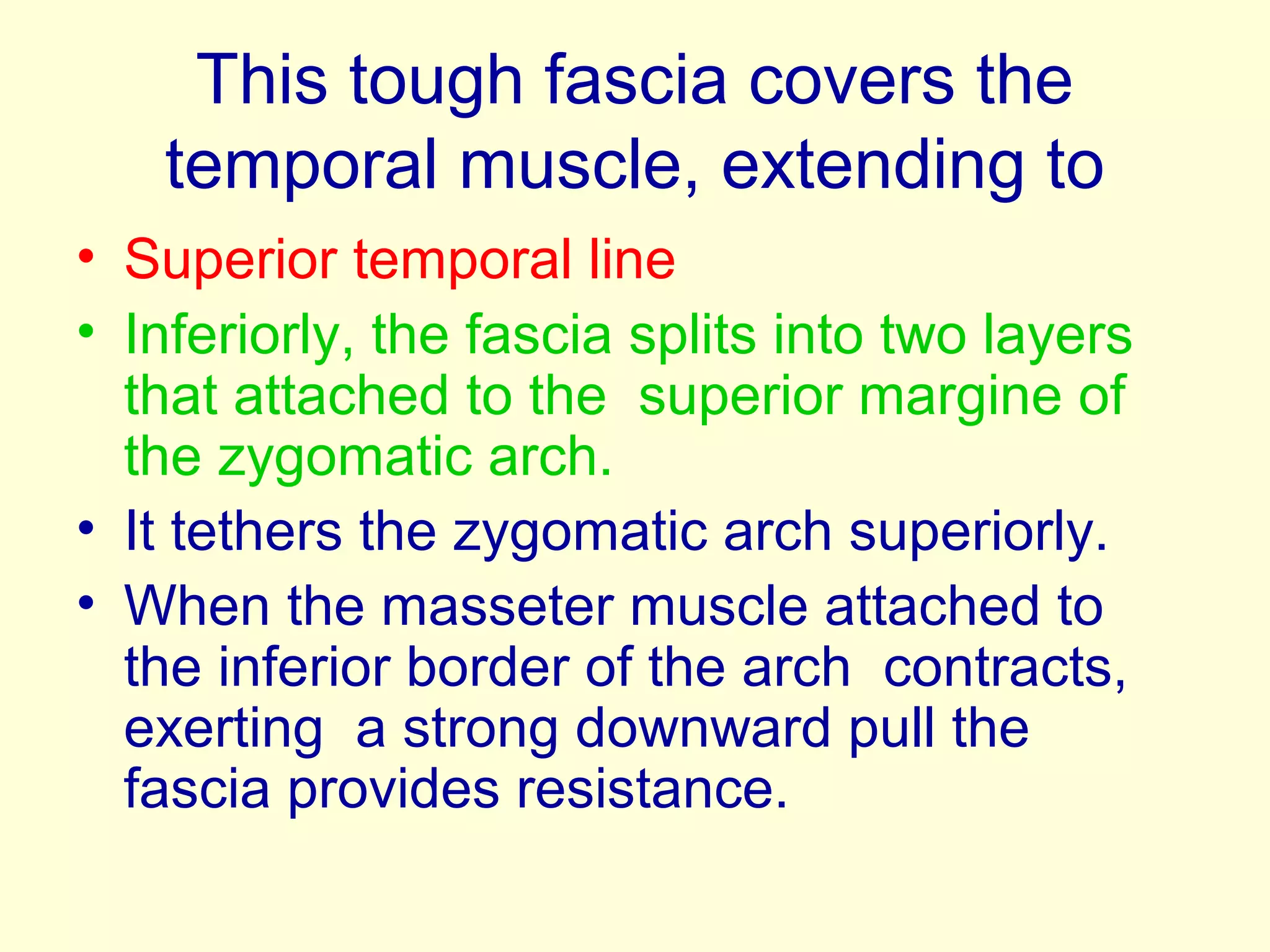 This tough fascia covers the
temporal muscle, extending to
• Superior temporal line
• Inferiorly, the fascia splits into two layers
that attached to the superior margine of
the zygomatic arch.
• It tethers the zygomatic arch superiorly.
• When the masseter muscle attached to
the inferior border of the arch contracts,
exerting a strong downward pull the
fascia provides resistance.
 
