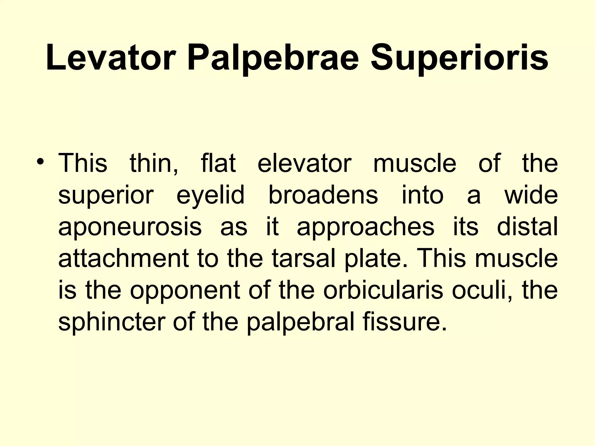 Levator Palpebrae Superioris
• This thin, flat elevator muscle of the
superior eyelid broadens into a wide
aponeurosis as it approaches its distal
attachment to the tarsal plate. This muscle
is the opponent of the orbicularis oculi, the
sphincter of the palpebral fissure.
 