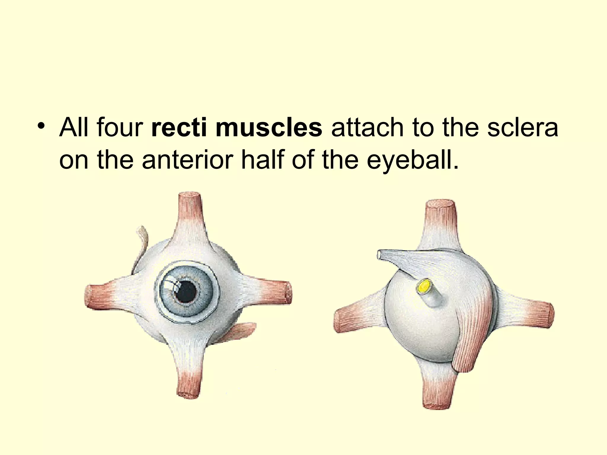 • All four recti muscles attach to the sclera
on the anterior half of the eyeball.
 