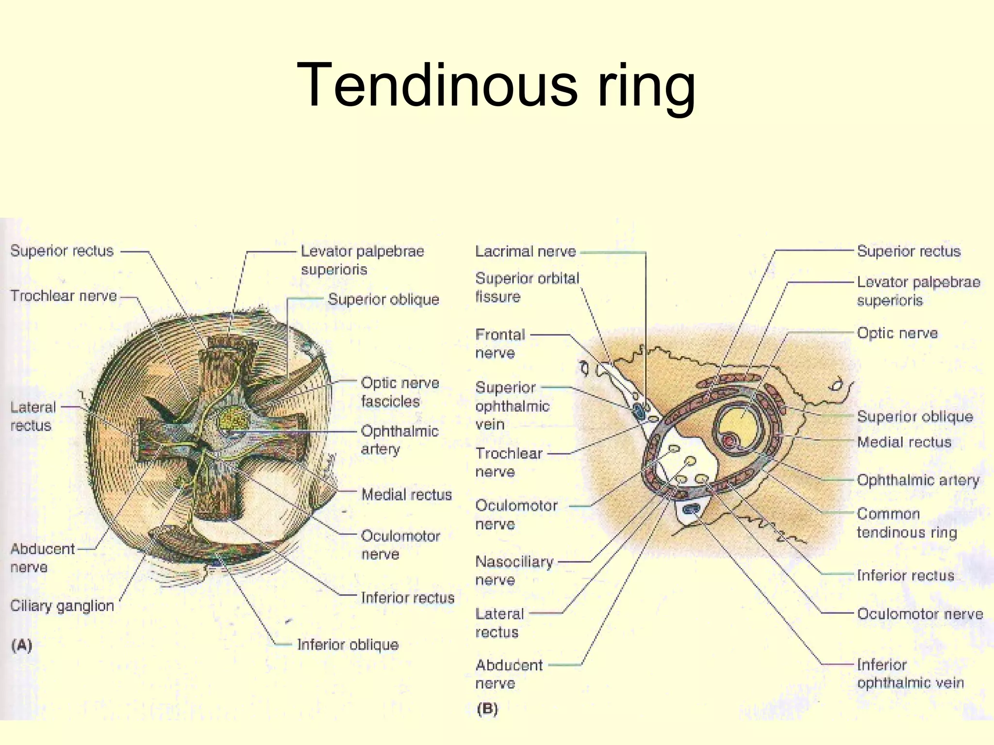 Tendinous ring
 