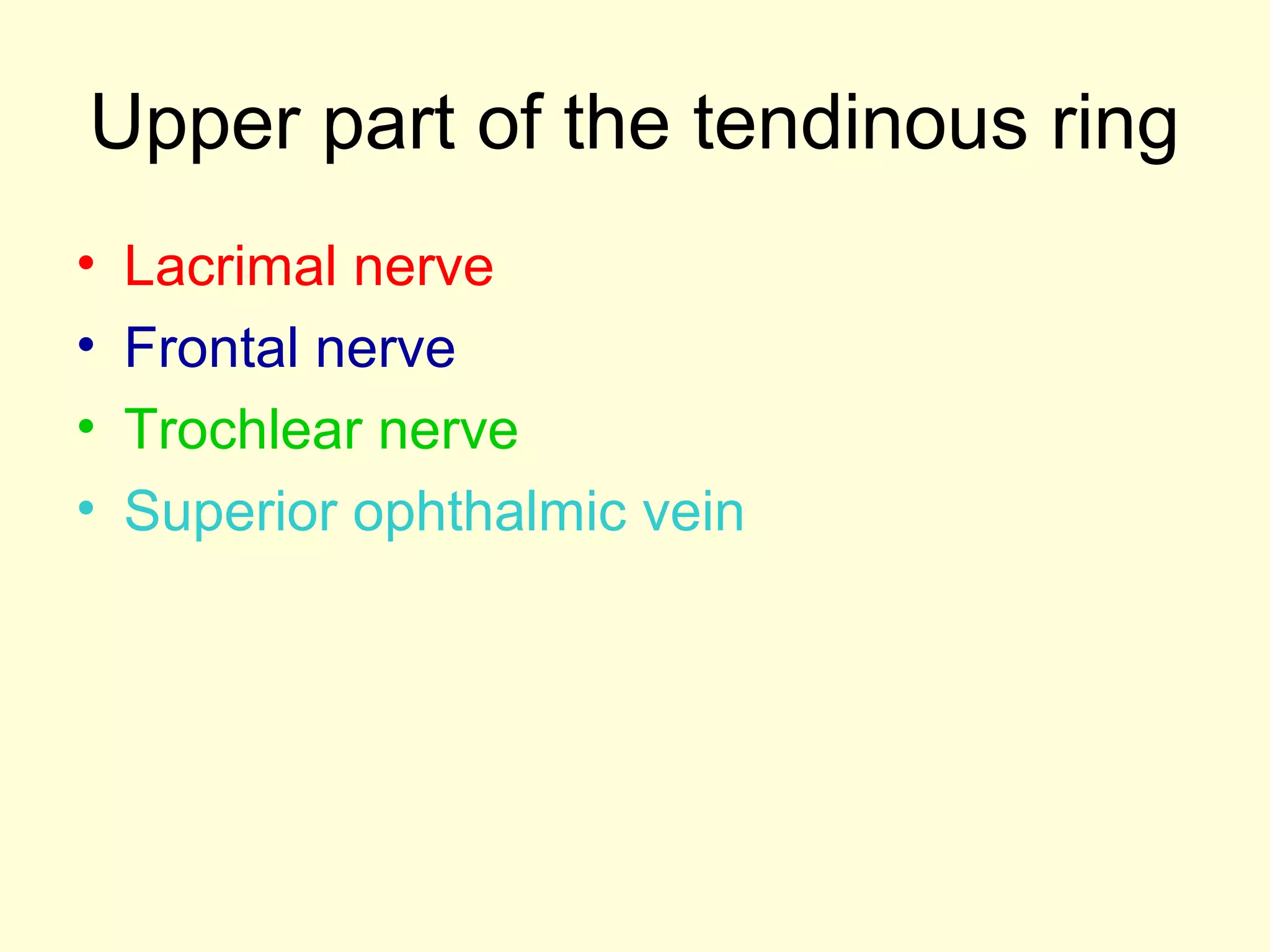 Upper part of the tendinous ring
• Lacrimal nerve
• Frontal nerve
• Trochlear nerve
• Superior ophthalmic vein
 