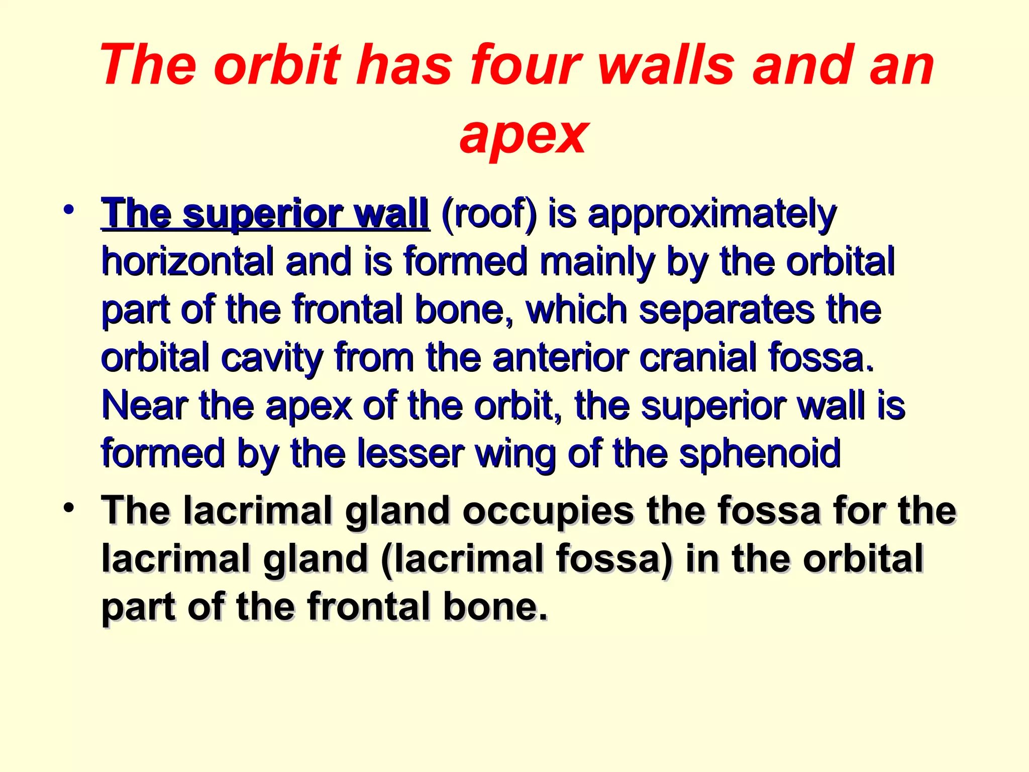 The orbit has four walls and an
apex
• The superior wallThe superior wall (roof) is approximately(roof) is approximately
horizontal and is formed mainly by the orbitalhorizontal and is formed mainly by the orbital
part of the frontal bone, which separates thepart of the frontal bone, which separates the
orbital cavity from the anterior cranial fossa.orbital cavity from the anterior cranial fossa.
Near the apex of the orbit, the superior wall isNear the apex of the orbit, the superior wall is
formed by the lesser wing of the sphenoidformed by the lesser wing of the sphenoid
• The lacrimal gland occupies the fossa for theThe lacrimal gland occupies the fossa for the
lacrimal gland (lacrimal fossa) in the orbitallacrimal gland (lacrimal fossa) in the orbital
part of the frontal bone.part of the frontal bone.
 