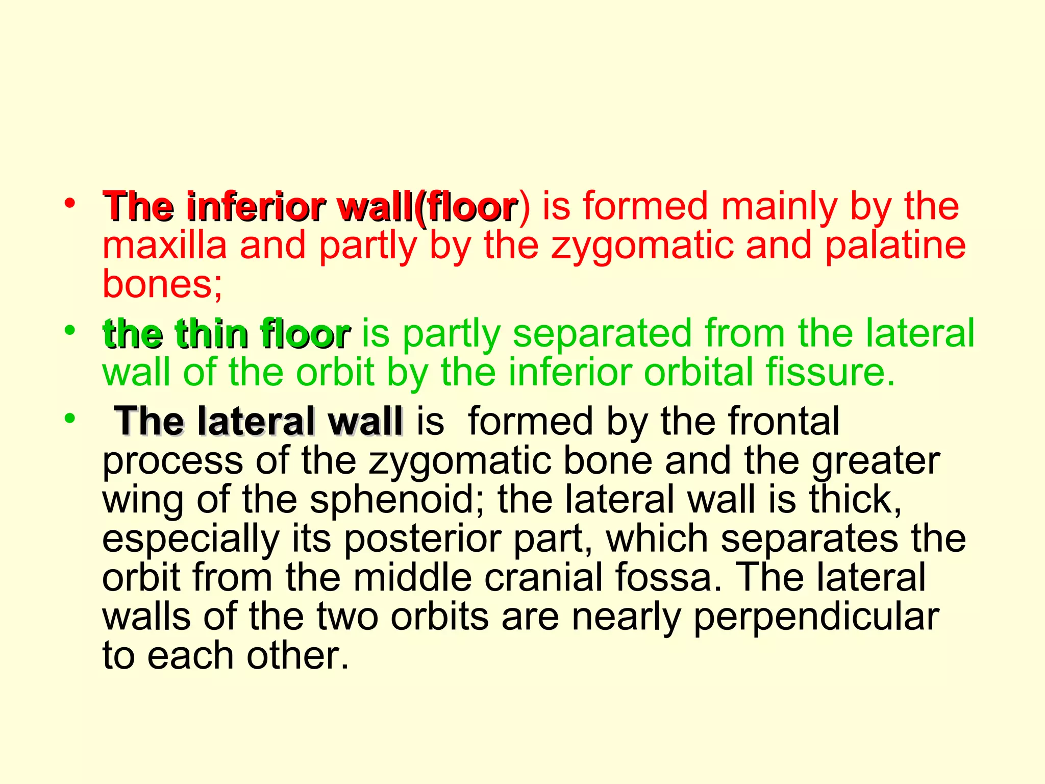 • The inferior wall(floorThe inferior wall(floor) is formed mainly by the
maxilla and partly by the zygomatic and palatine
bones;
• the thin floorthe thin floor is partly separated from the lateral
wall of the orbit by the inferior orbital fissure.
• The lateral wallThe lateral wall is formed by the frontal
process of the zygomatic bone and the greater
wing of the sphenoid; the lateral wall is thick,
especially its posterior part, which separates the
orbit from the middle cranial fossa. The lateral
walls of the two orbits are nearly perpendicular
to each other.
 