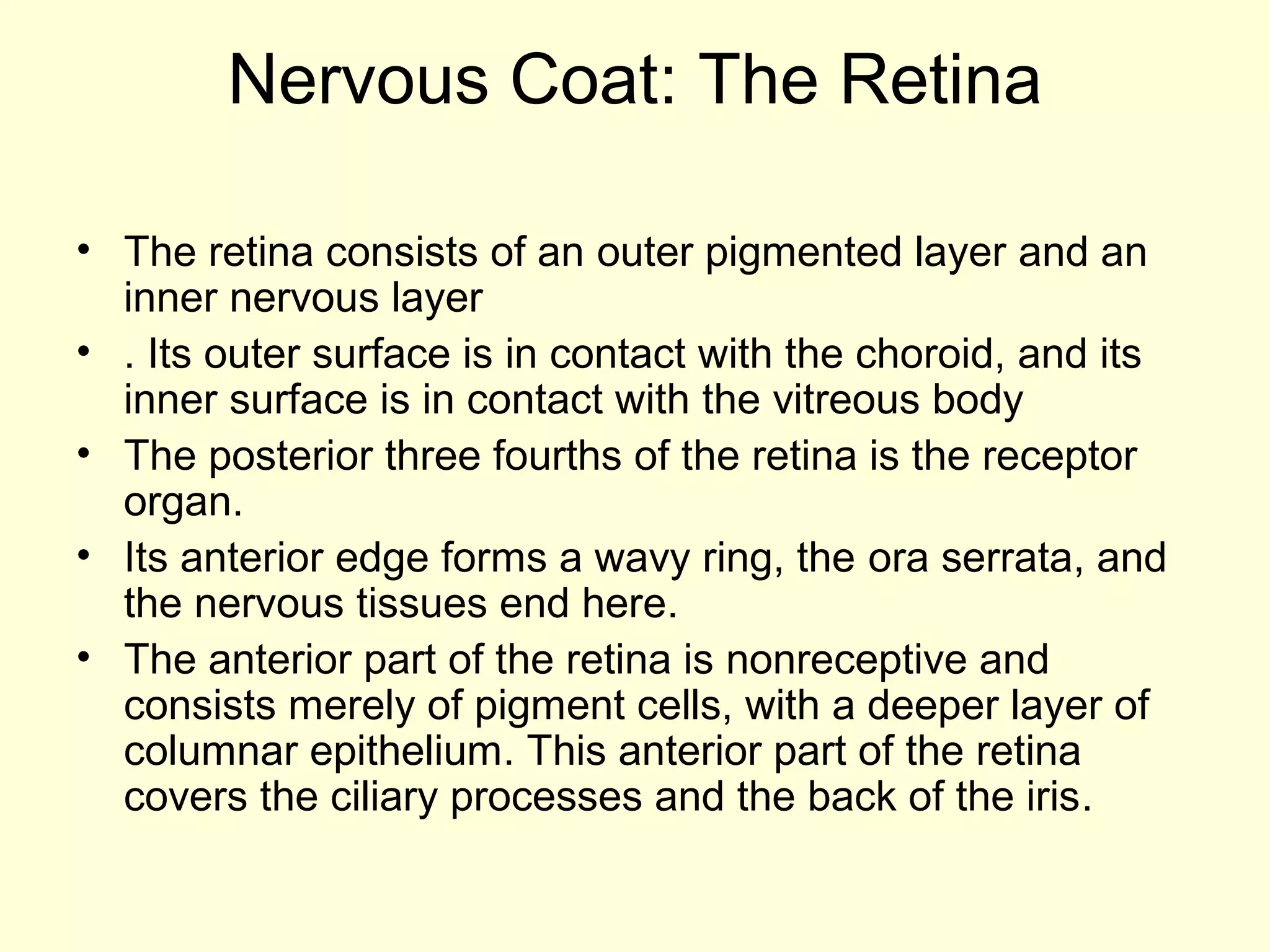 Nervous Coat: The Retina
• The retina consists of an outer pigmented layer and an
inner nervous layer
• . Its outer surface is in contact with the choroid, and its
inner surface is in contact with the vitreous body
• The posterior three fourths of the retina is the receptor
organ.
• Its anterior edge forms a wavy ring, the ora serrata, and
the nervous tissues end here.
• The anterior part of the retina is nonreceptive and
consists merely of pigment cells, with a deeper layer of
columnar epithelium. This anterior part of the retina
covers the ciliary processes and the back of the iris.
 