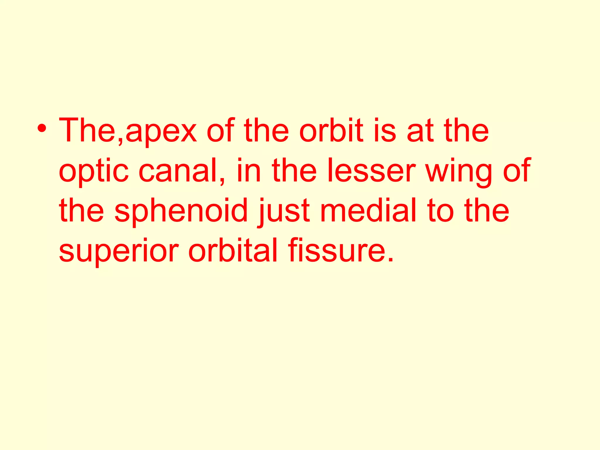 • The,apex of the orbit is at the
optic canal, in the lesser wing of
the sphenoid just medial to the
superior orbital fissure.
 