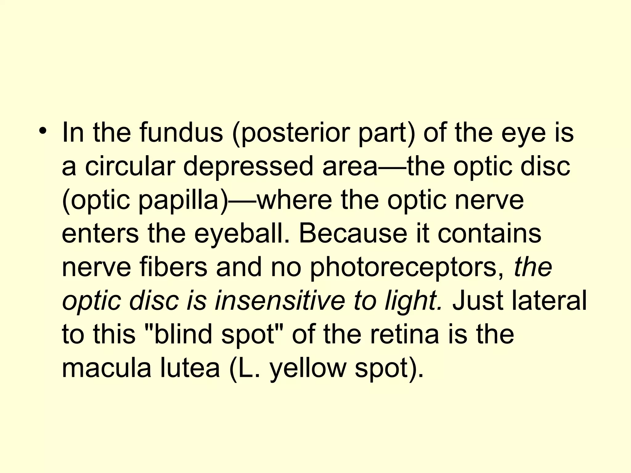 • In the fundus (posterior part) of the eye is
a circular depressed area—the optic disc
(optic papilla)—where the optic nerve
enters the eyeball. Because it contains
nerve fibers and no photoreceptors, the
optic disc is insensitive to light. Just lateral
to this "blind spot" of the retina is the
macula lutea (L. yellow spot).
 