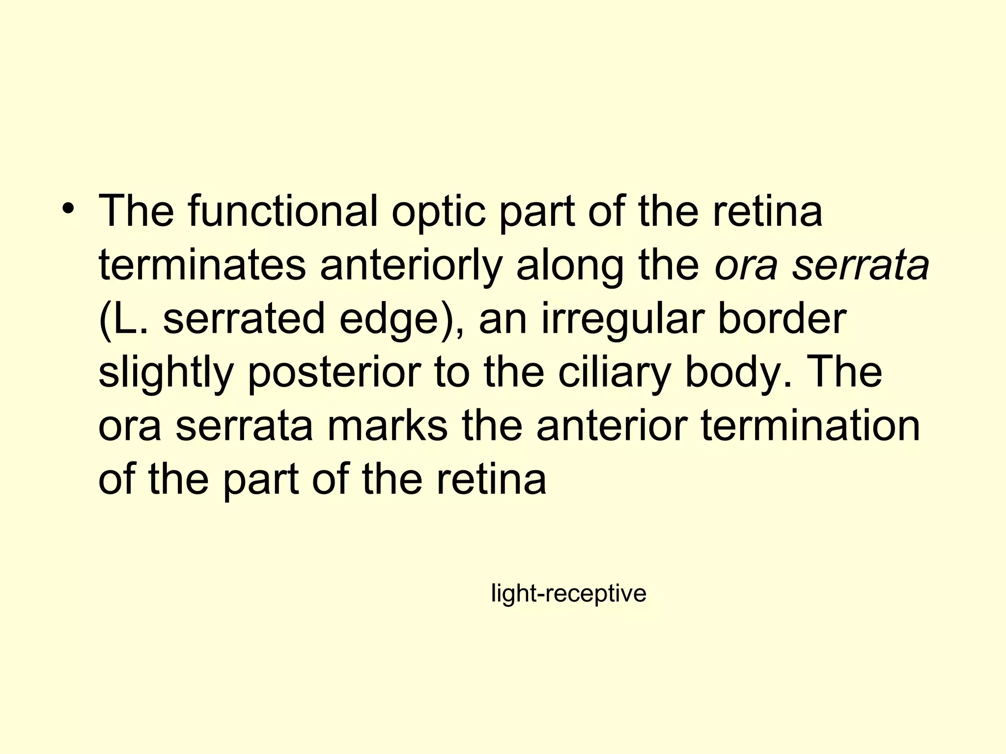 • The functional optic part of the retina
terminates anteriorly along the ora serrata
(L. serrated edge), an irregular border
slightly posterior to the ciliary body. The
ora serrata marks the anterior termination
of the part of the retina
light-receptive
 