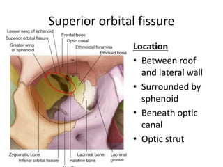 Superior orbital fissure
Location
• Between roof
and lateral wall
• Surrounded by
sphenoid
• Beneath optic
canal
• Optic strut
 