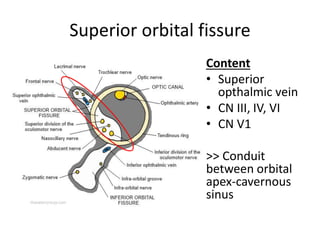 Superior orbital fissure
Content
• Superior
opthalmic vein
• CN III, IV, VI
• CN V1
>> Conduit
between orbital
apex-cavernous
sinus
 
