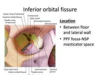 Inferior orbital fissure
Location
• Between floor
and lateral wall
• PPF fossa-NSP
masticator space
 