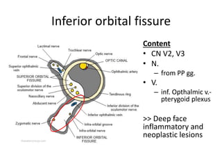 Inferior orbital fissure
Content
• CN V2, V3
• N.
– from PP gg.
• V.
– inf. Opthalmic v.-
pterygoid plexus
>> Deep face
inflammatory and
neoplastic lesions
 