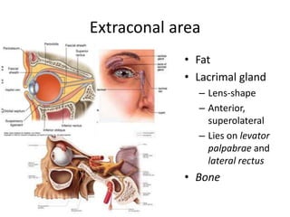 Extraconal area
• Fat
• Lacrimal gland
– Lens-shape
– Anterior,
superolateral
– Lies on levator
palpabrae and
lateral rectus
• Bone
 